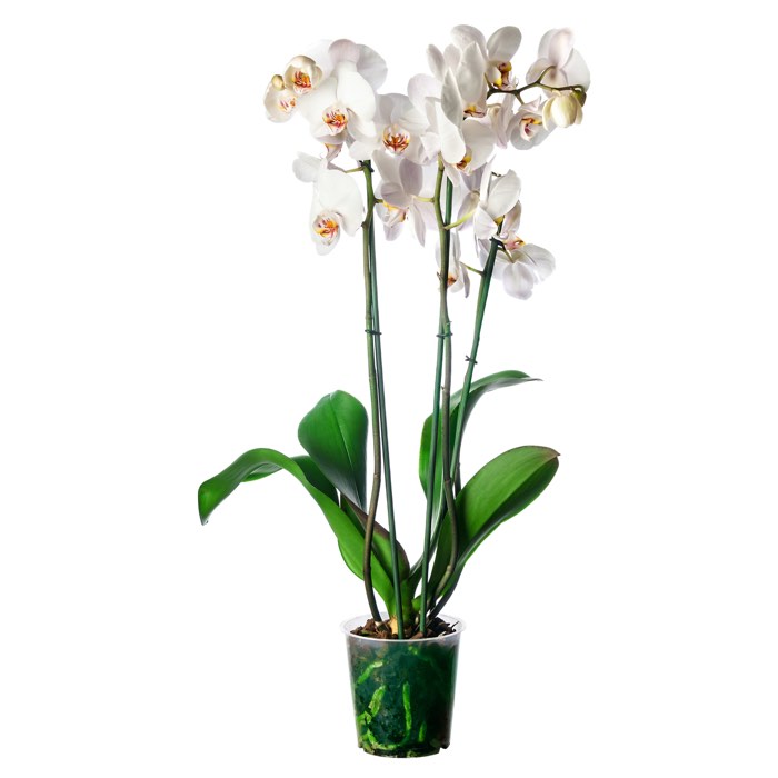 Pianta Phalaenopsis bianca