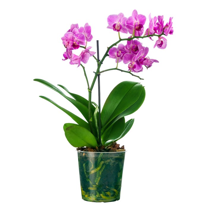 orchidea phalenopsis rosa