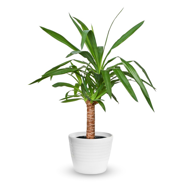 pianta verde yucca
